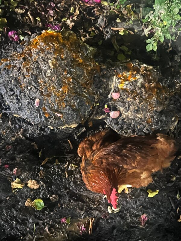 Rituel d’offrande vodoun réalisé par un Boconon au Bénin pour purifier et désenvouter un client en Belgique