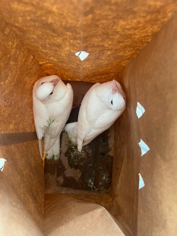 Rituel à distance pour retour affectif après consultation du Fa au Bénin